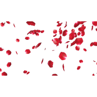 Rose Petals File PNG