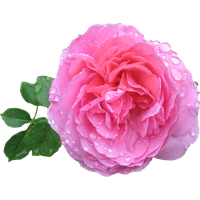 Pink Rose Hd PNG