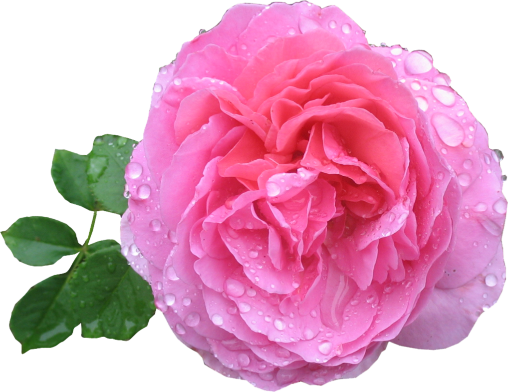 Pink Rose Hd PNG Image
