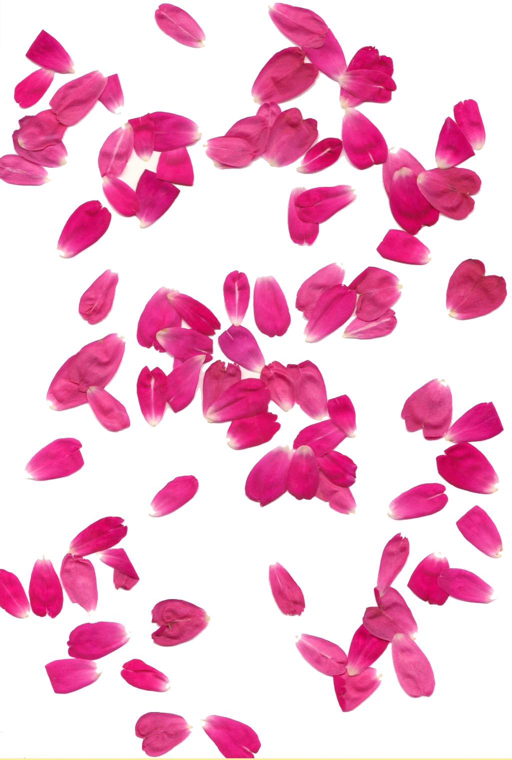rose petals transparent