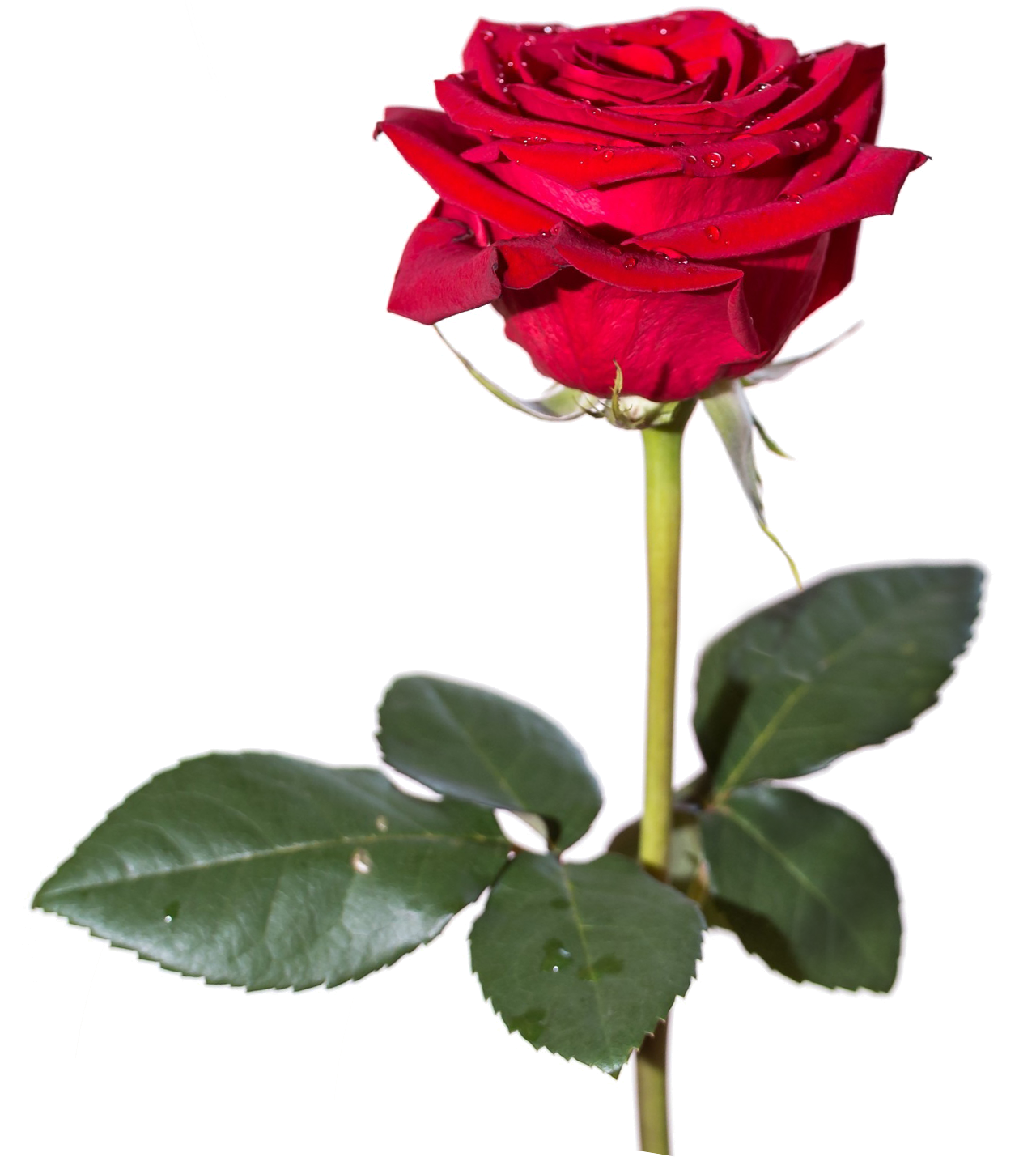 Red Rose Hd PNG Image