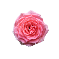 Download Rose Free PNG photo images and clipart | FreePNGImg