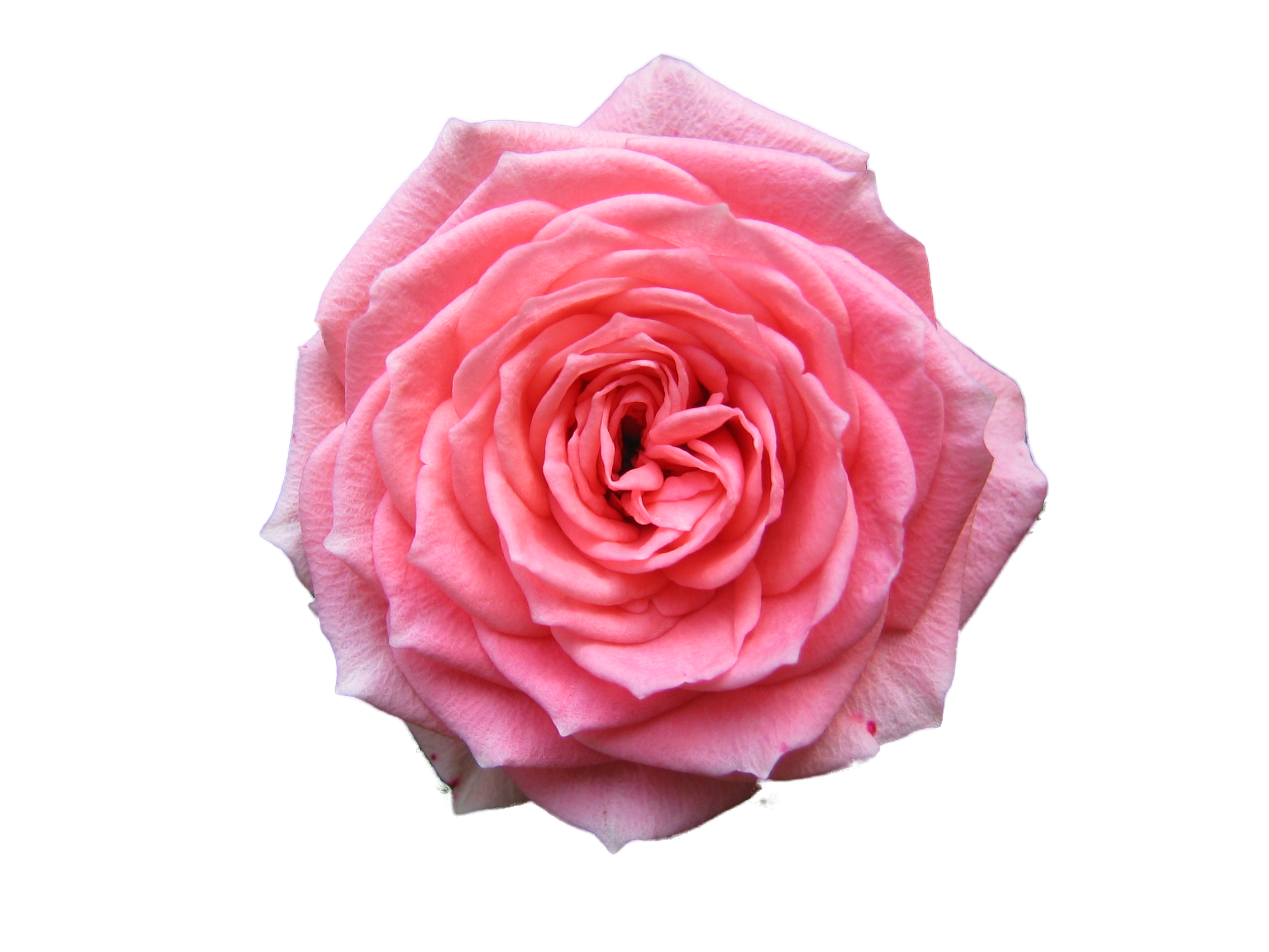 Pink Rose Photo PNG Image