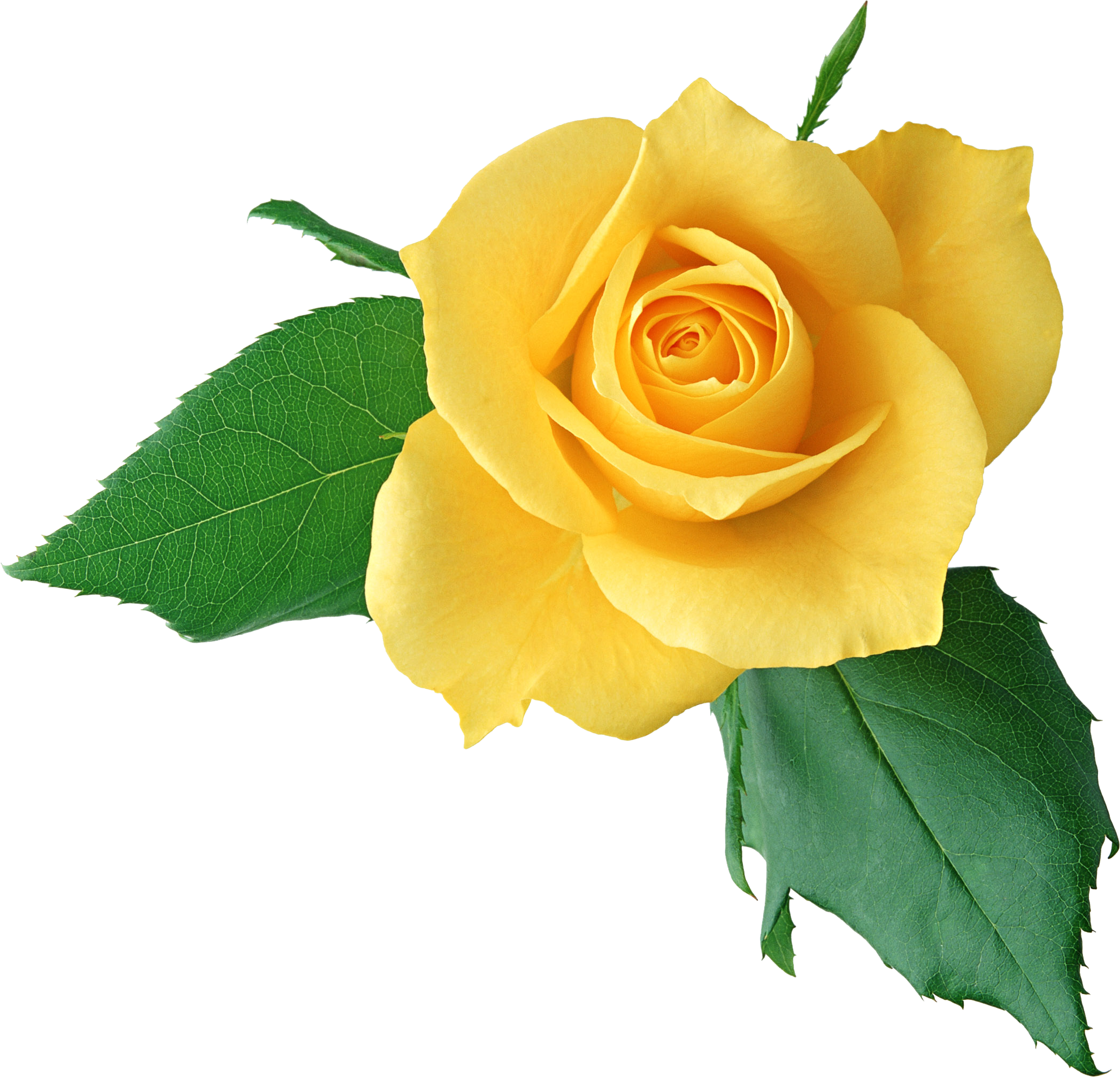 Download Download Yellow Rose Clipart HQ PNG Image | FreePNGImg