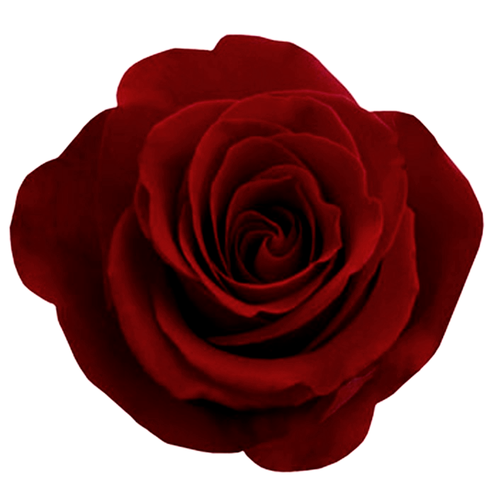 Gothic Rose Photos PNG Image