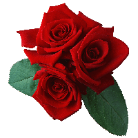 Rose Png Image Picture Download PNG Image