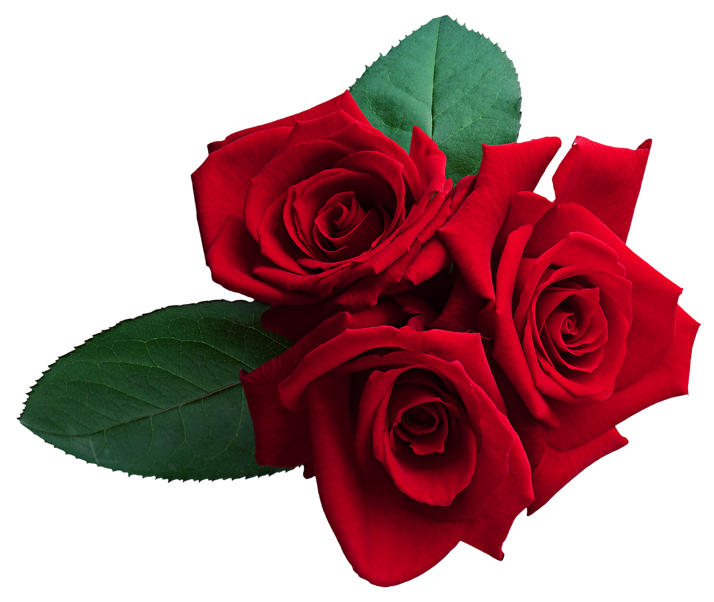 Download Rose Wallpaper Red Roses Free Clipart HQ HQ PNG Image ...