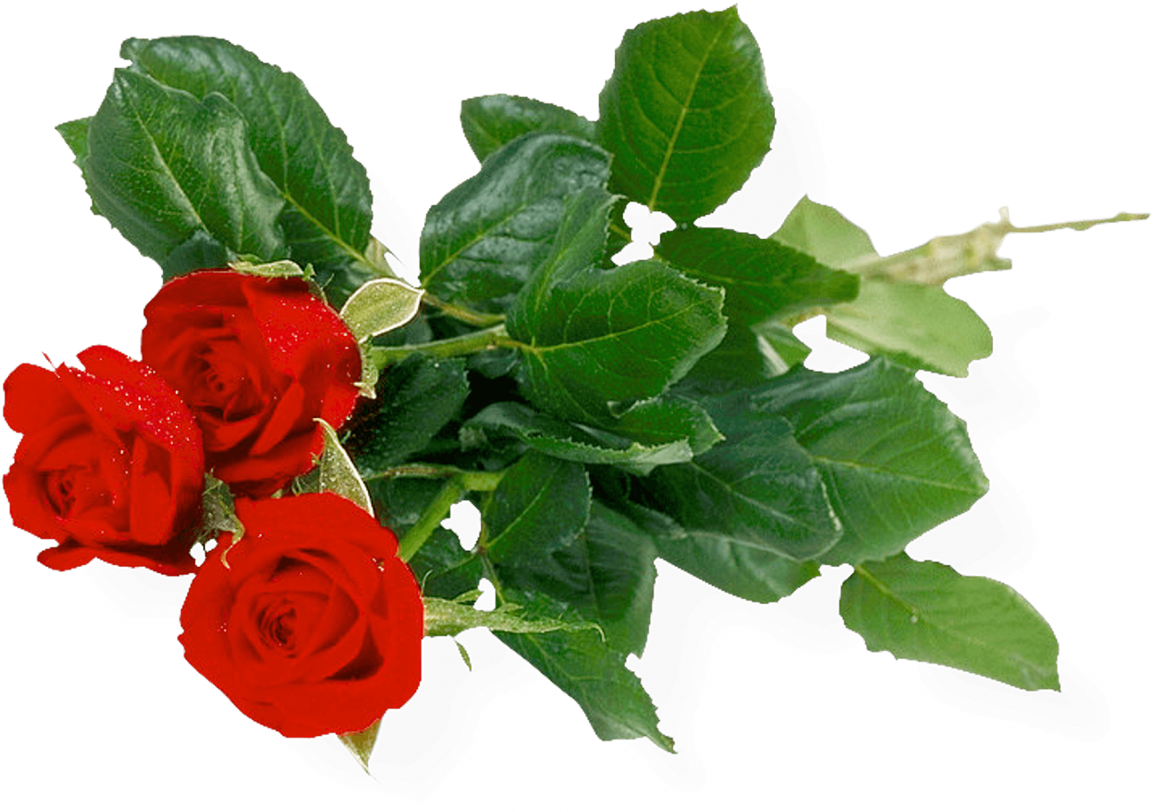 Bouquet Of Roses Png Image Picture Download PNG Image