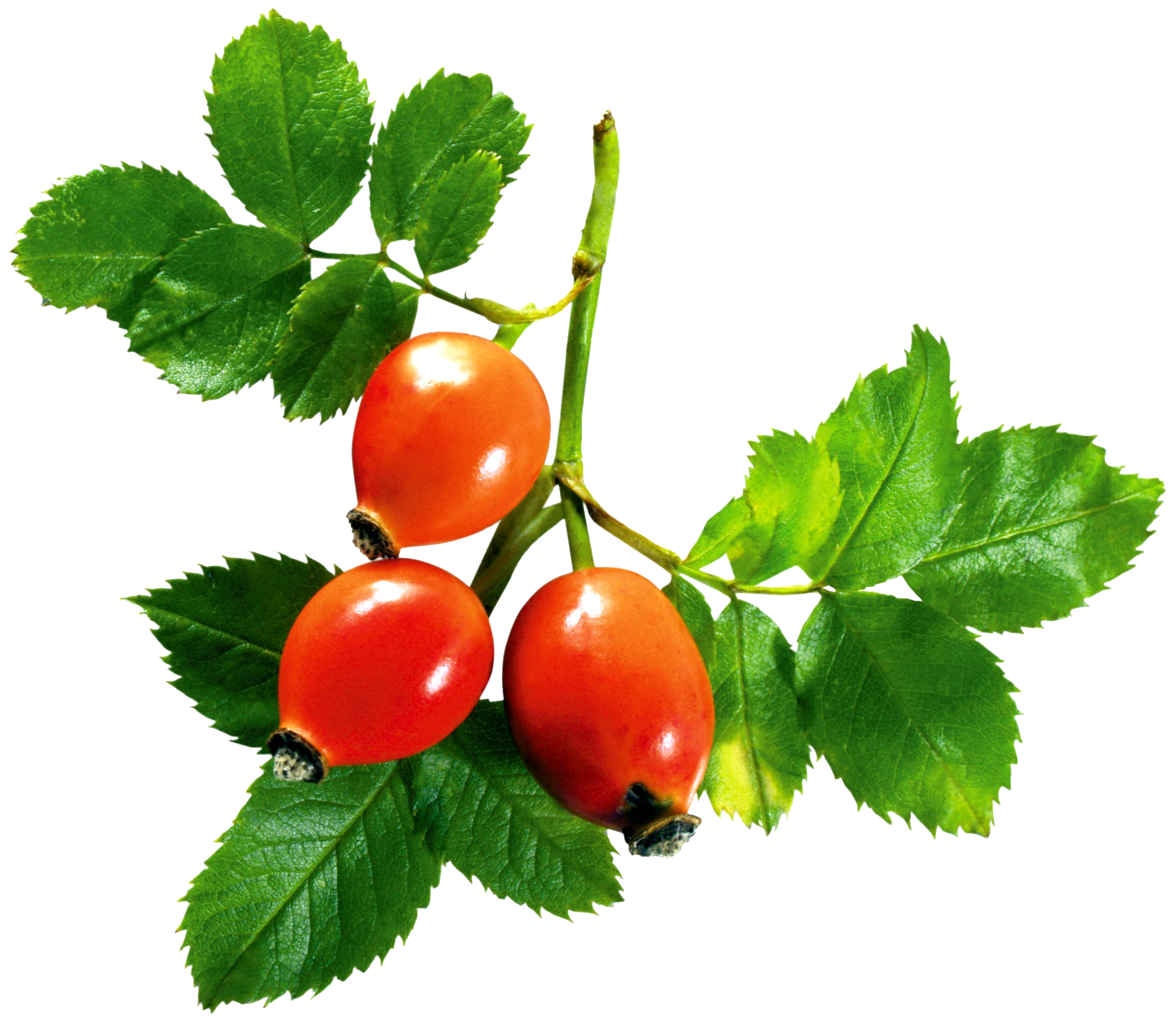 Rose hip Transparent PNG Image
