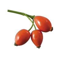 Rose hip PNG