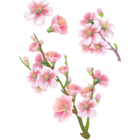Sakura PNG