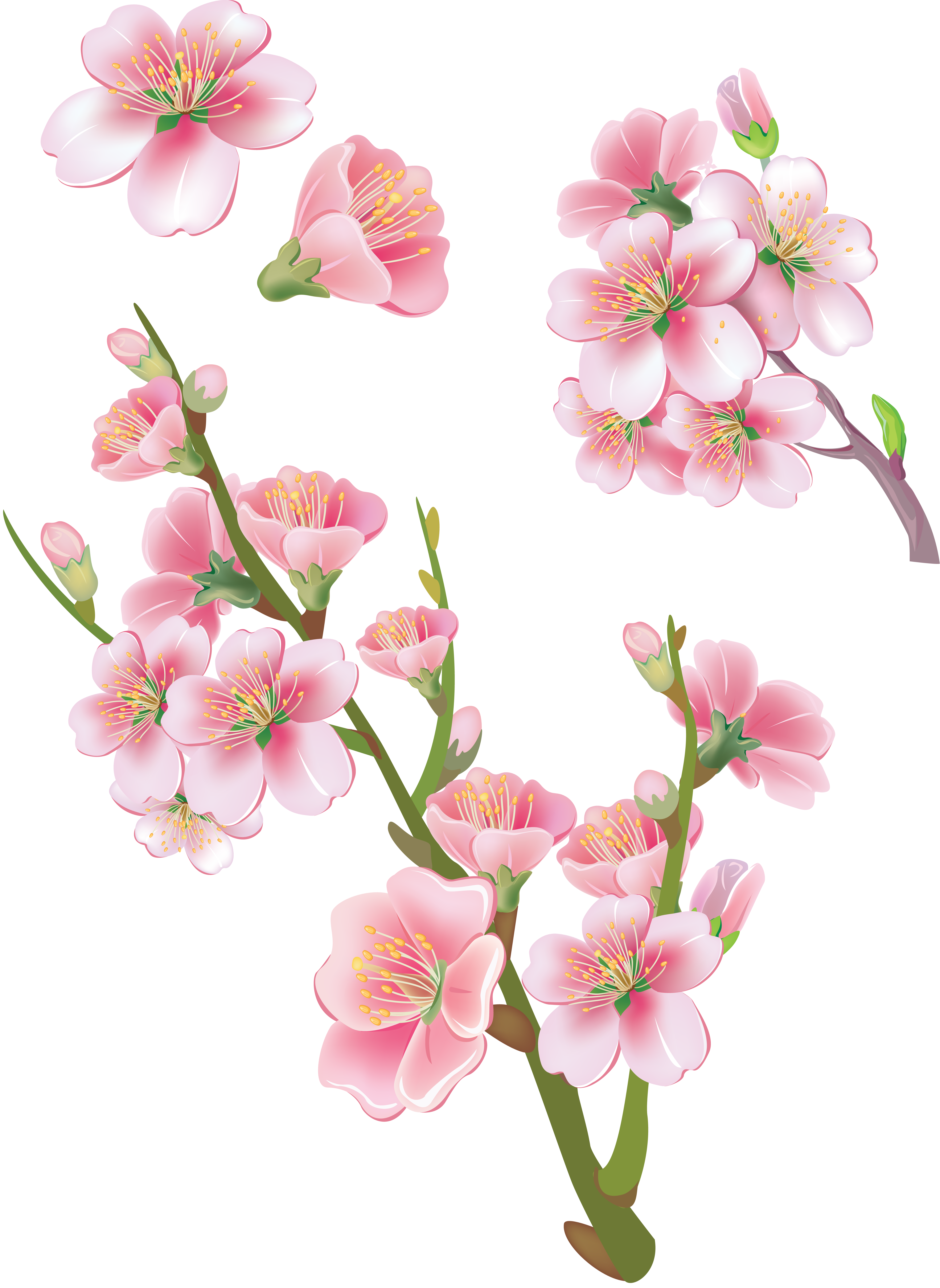 Sakura Transparent PNG Image