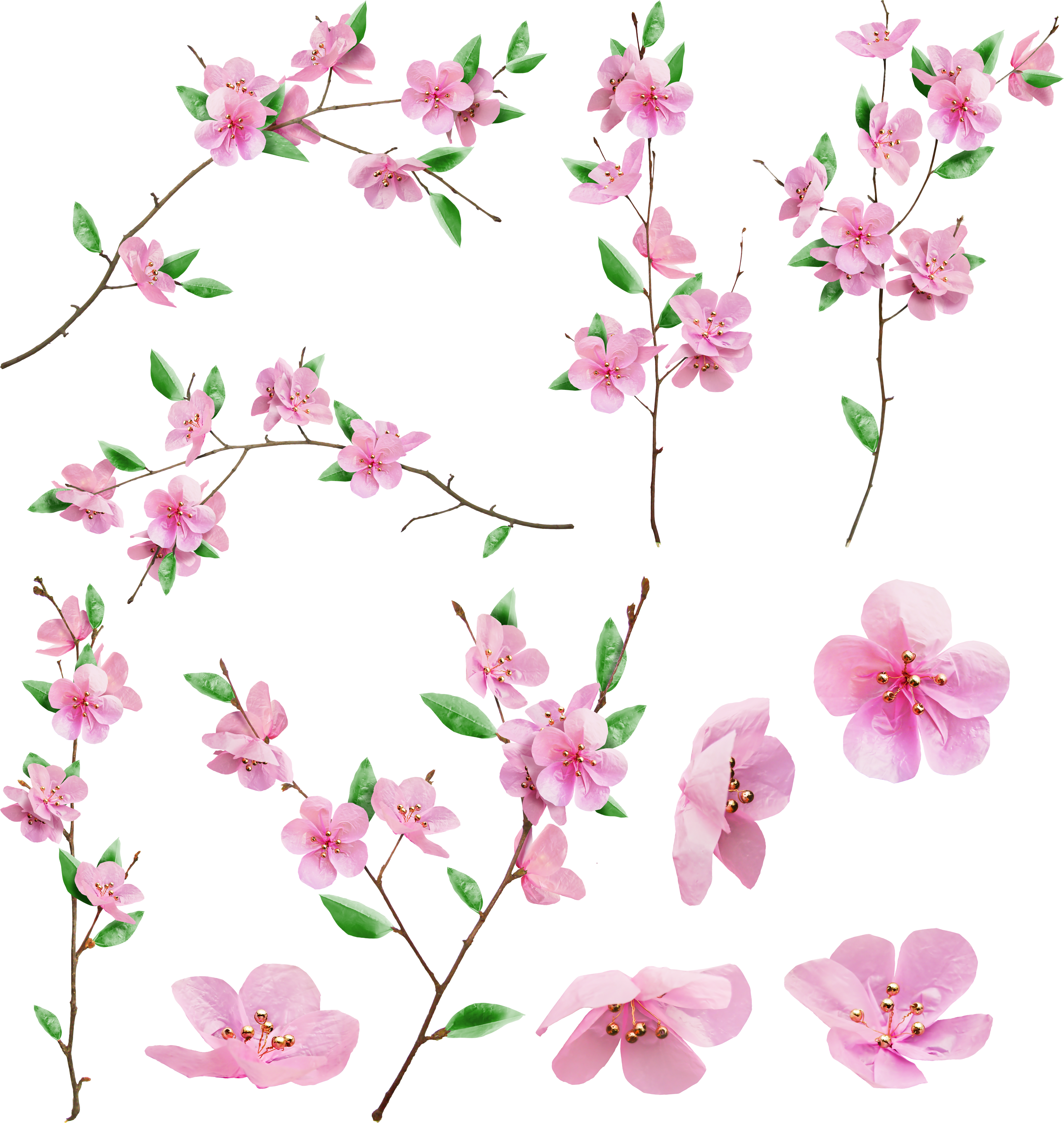 Sakura Transparent PNG Image