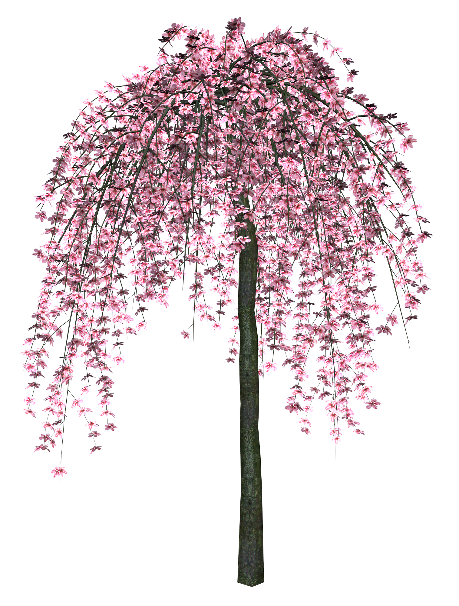 Sakura Transparent PNG Image