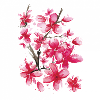 Sakura PNG