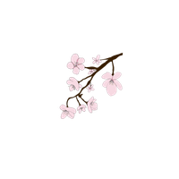 Sakura PNG