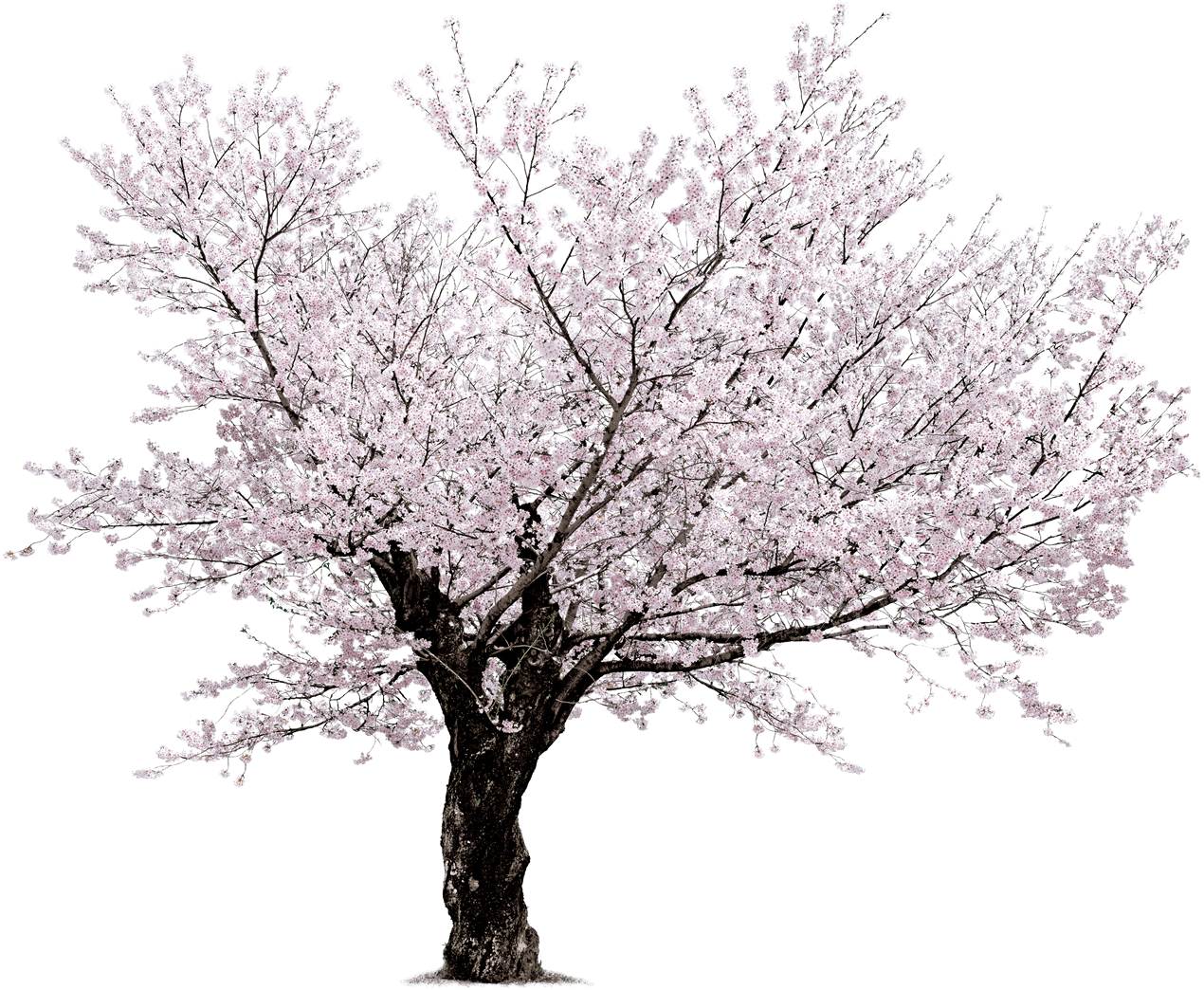Sakura Transparent PNG Image
