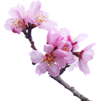 Sakura PNG