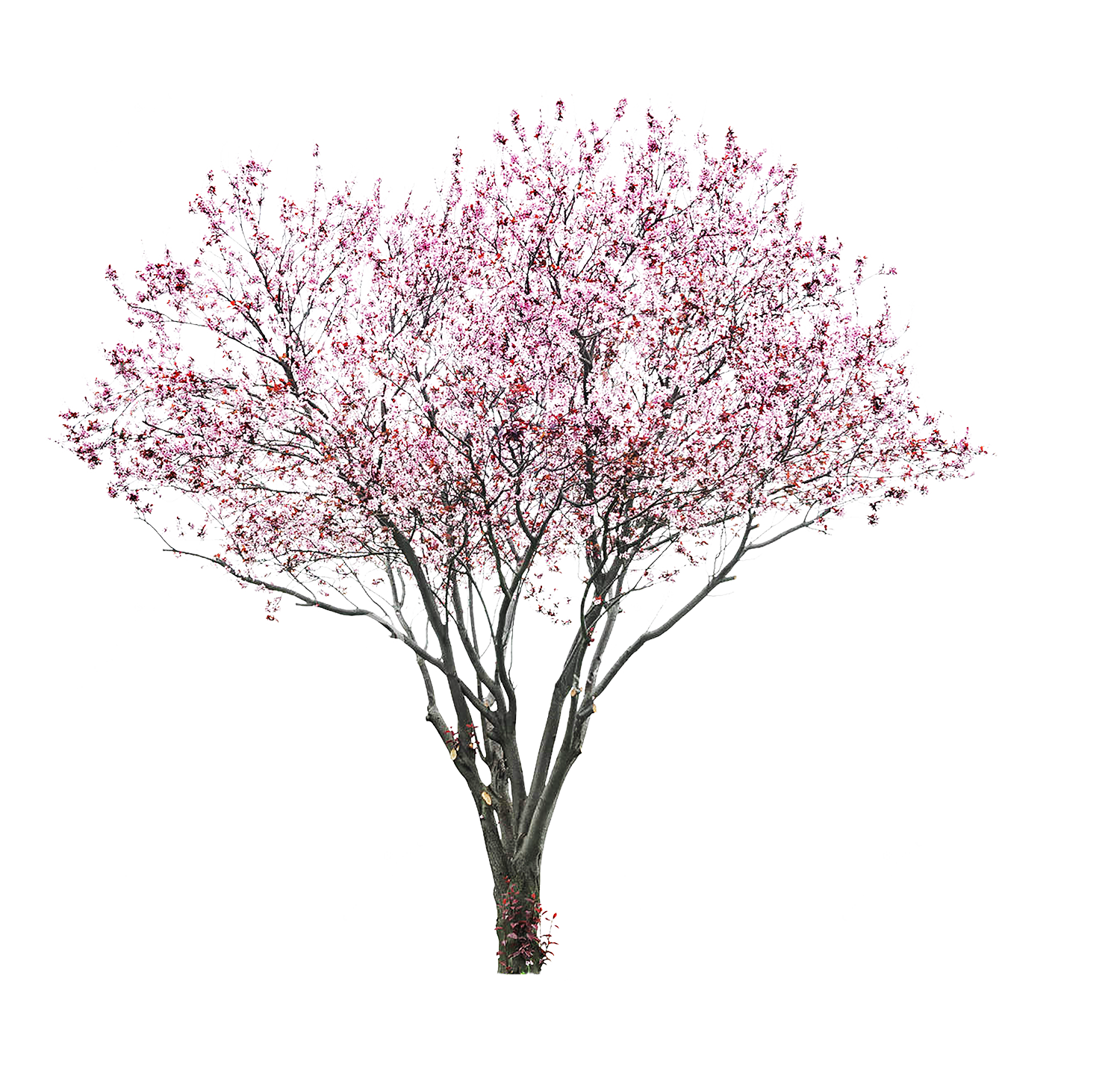 Sakura Transparent PNG Image