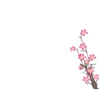 Sakura Transparent PNG Image