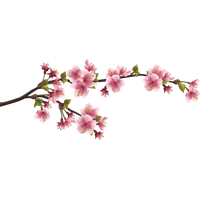 Sakura PNG