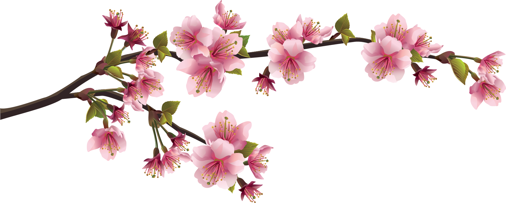Sakura Transparent PNG Image