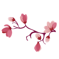 Sakura Transparent PNG Image