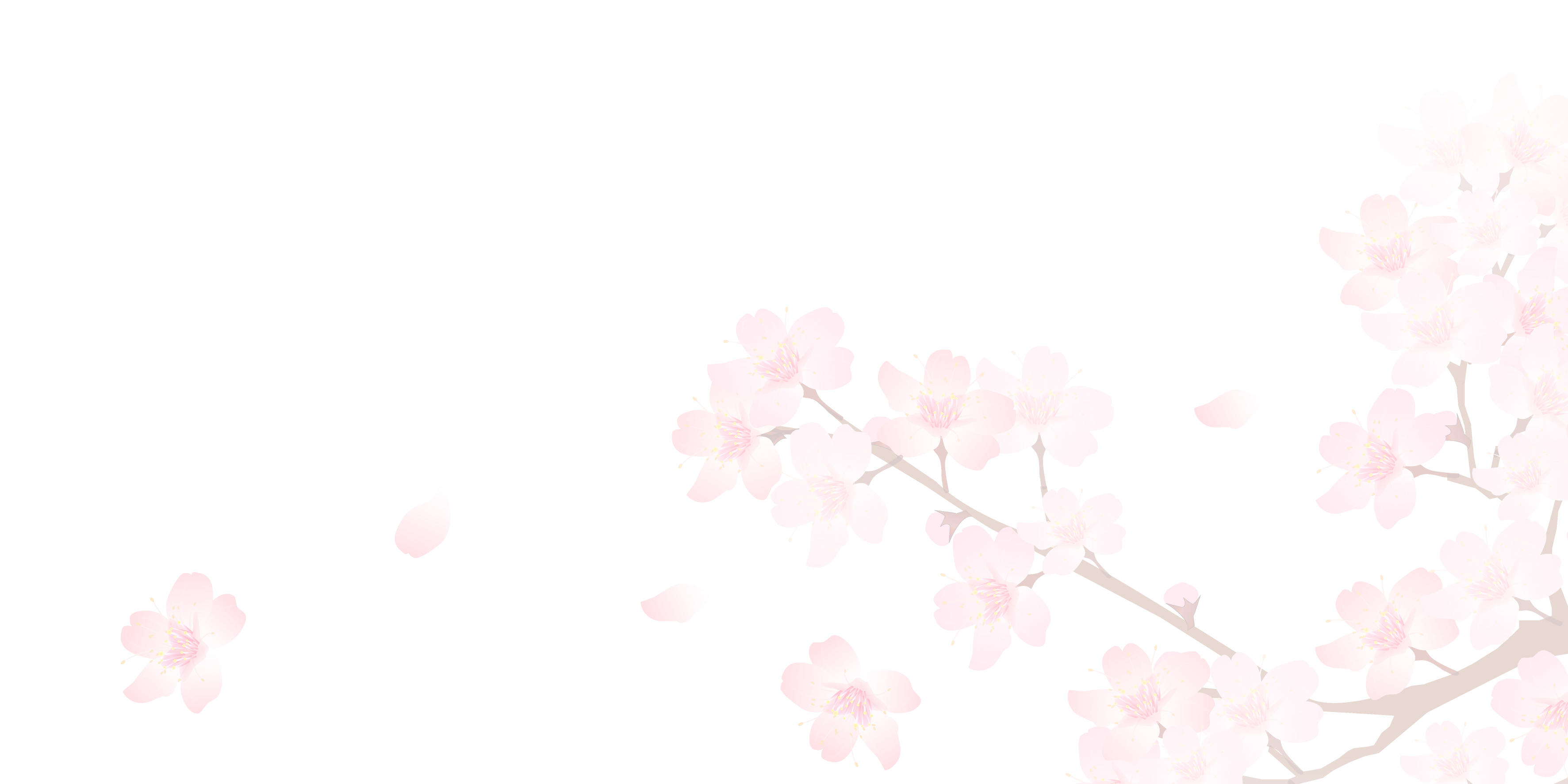 Sakura Transparent PNG Image