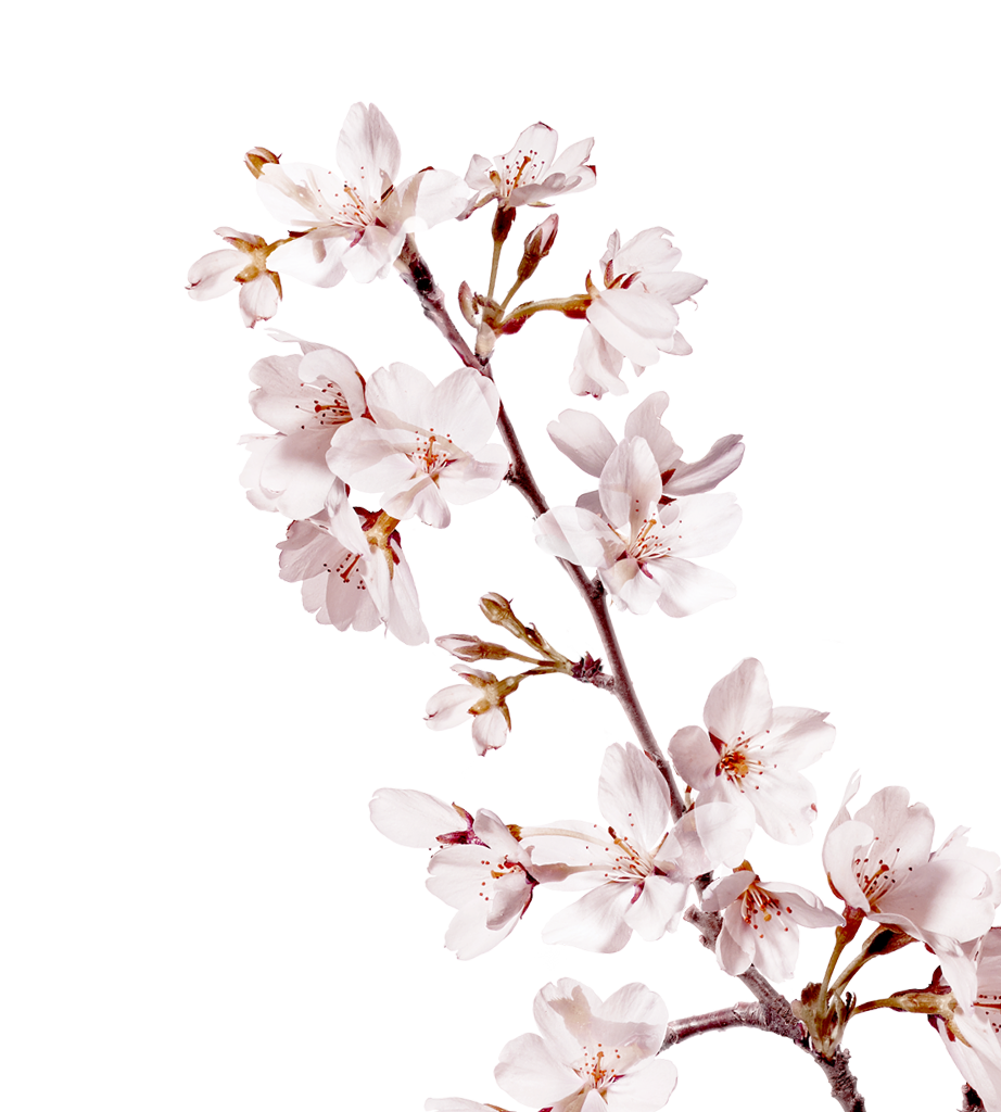 Sakura Transparent PNG Image