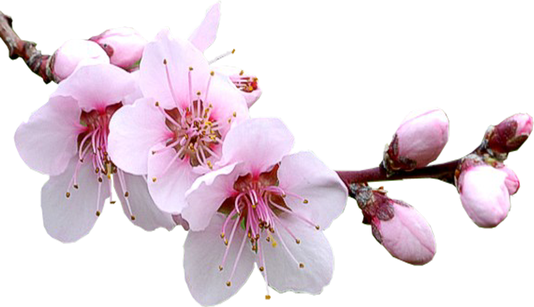 Sakura Transparent PNG Image