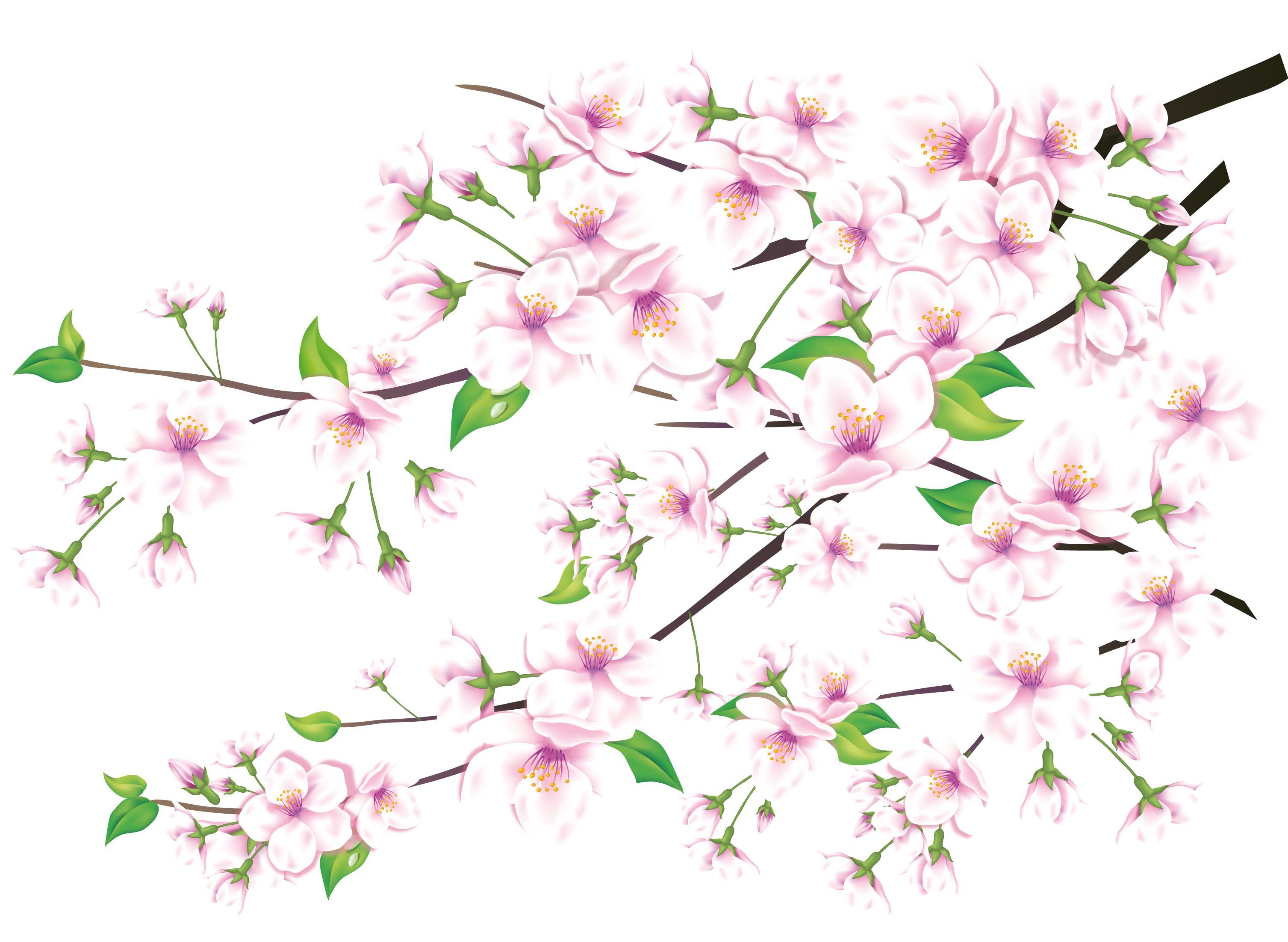 Sakura Transparent PNG Image