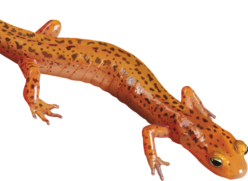 Salamander Clipart PNG Image