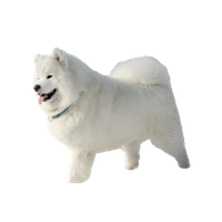 Samoyed PNG