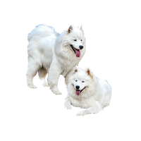 Samoyed PNG