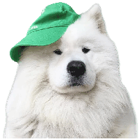 Samoyed PNG