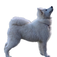 Samoyed PNG