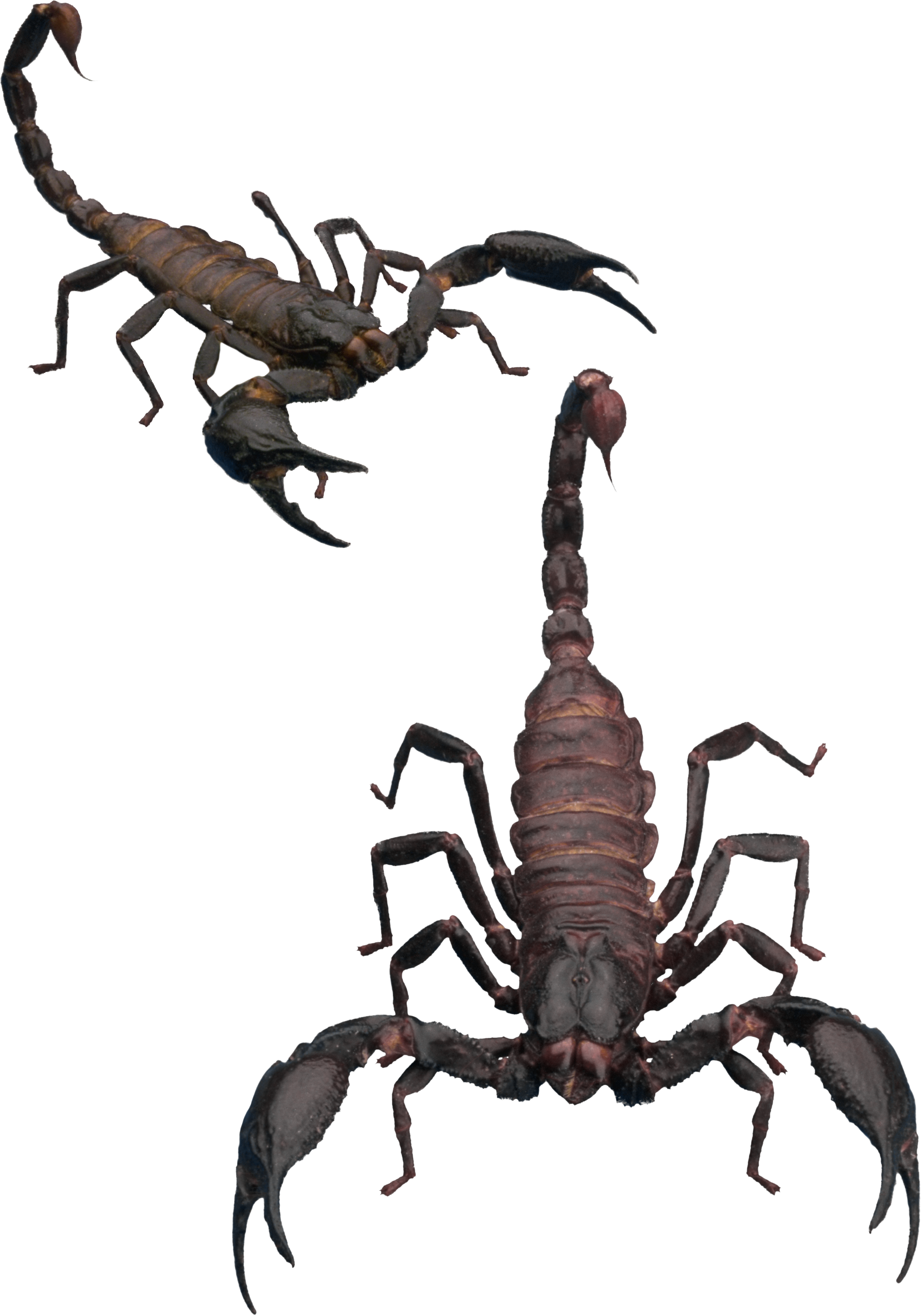Scorpion Transparent PNG Image