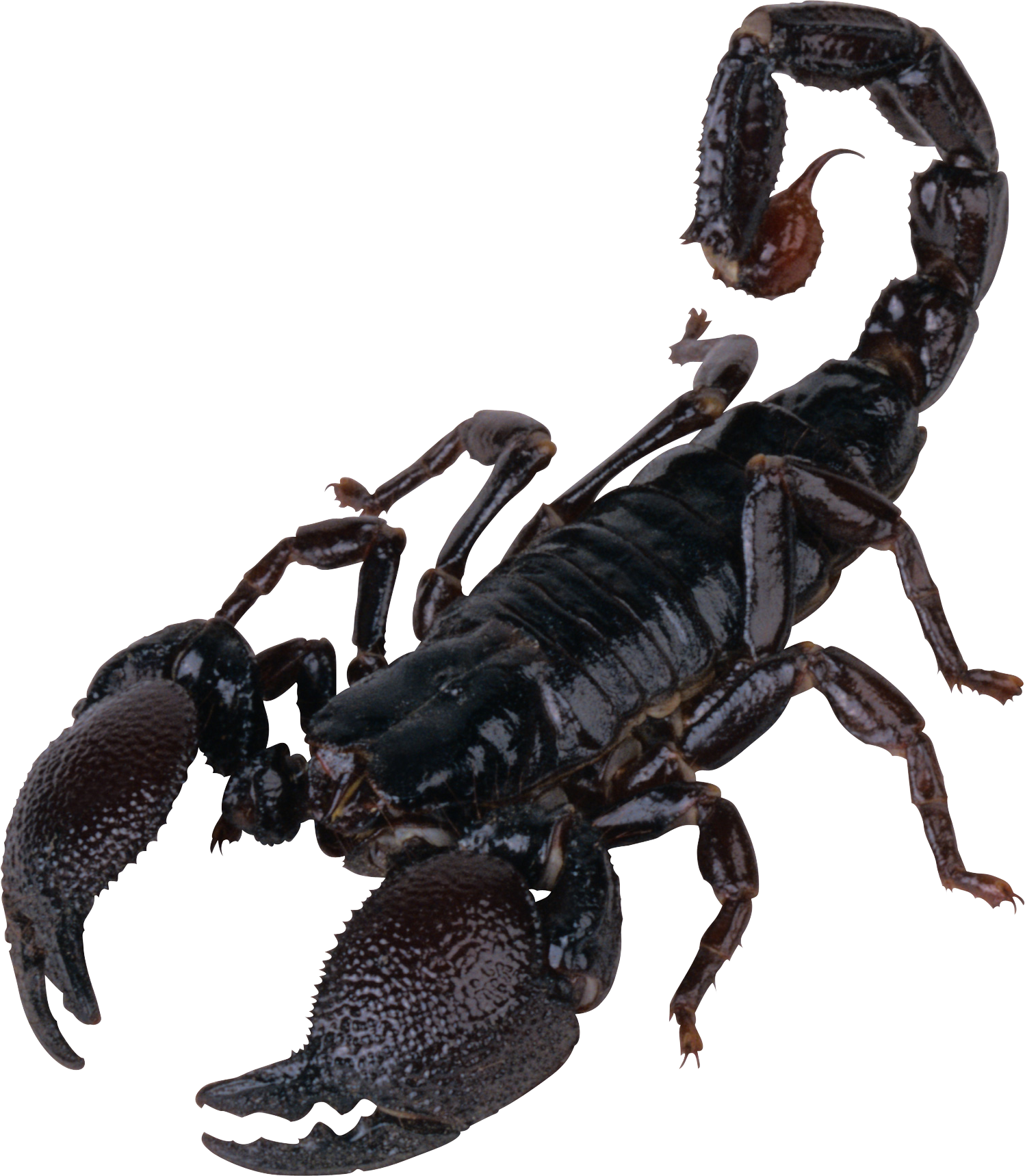 Scorpion Transparent PNG Image