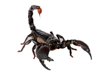 Scorpion Transparent PNG Image