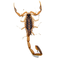 Scorpion PNG
