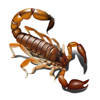 Scorpion PNG