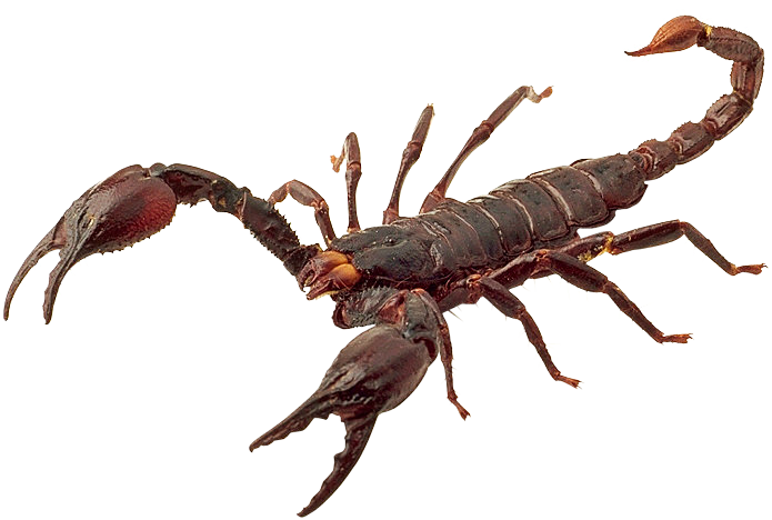 Scorpion Transparent PNG Image