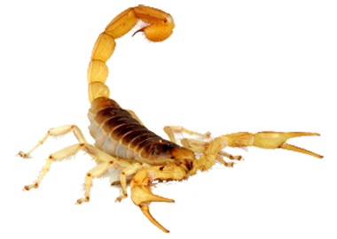 Scorpion Transparent PNG Image