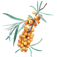Sea buckthorn Transparent PNG Image