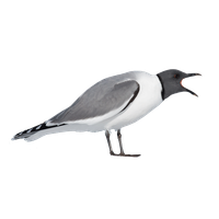 Ocean Birds Picture Free Download PNG HD Transparent PNG Image