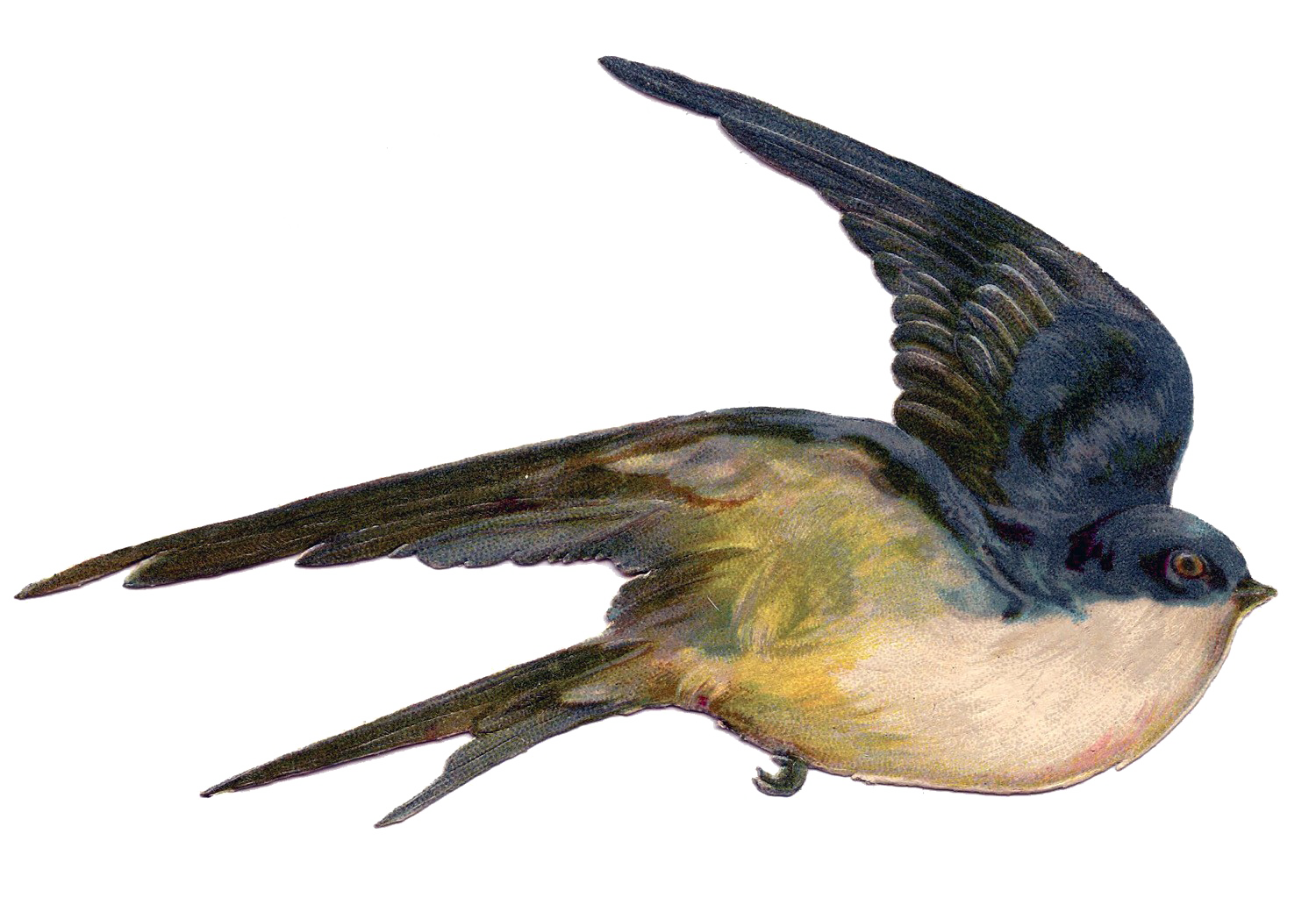 Fairy Bird HQ Image Free PNG PNG Image
