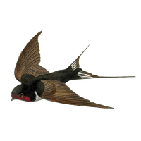 Fairy Bird Free PNG HQ