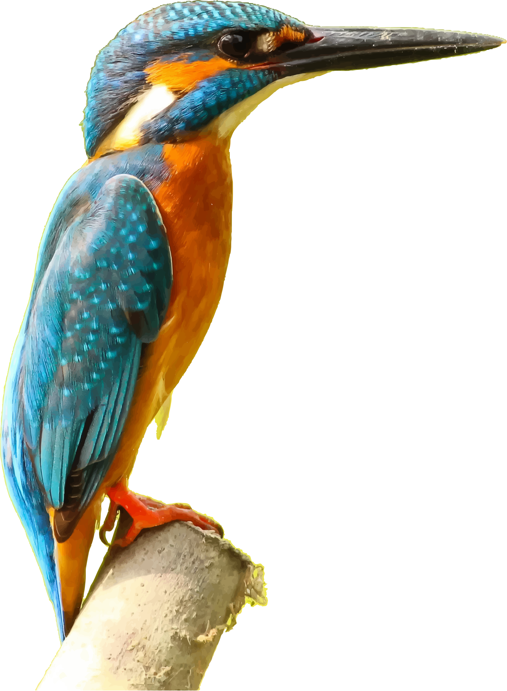 Kingfisher Picture Free HD Image PNG Image