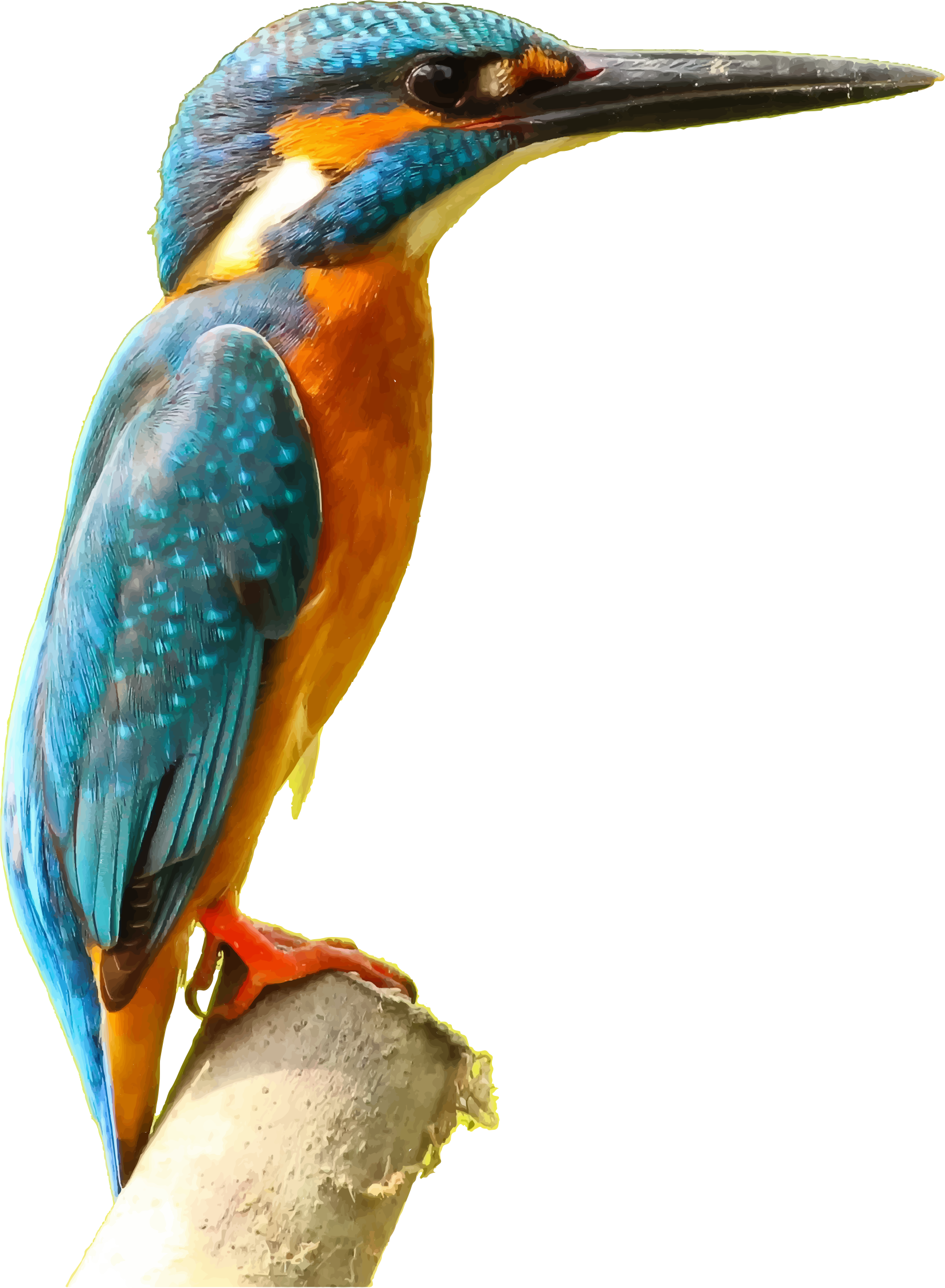 Kingfisher Picture Free HD Image Transparent PNG Image