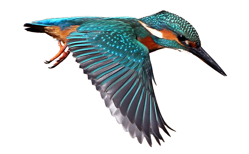 Kingfisher Download Free Image PNG Image
